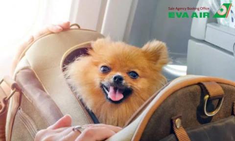 Giấy tờ cần thiết cho chó mèo đi máy bay EVA Air chi tiết